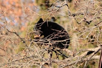 柿をムシャムシャ…東根市で柿の木に居座るクマ１頭が目撃される　クマはその後駆除　|　山形のニュース│TUYテレビユー山形