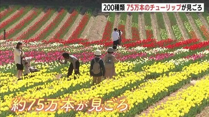 カラフルでかわいい」チューリップ200種75万本が見ごろ 世羅高原農場