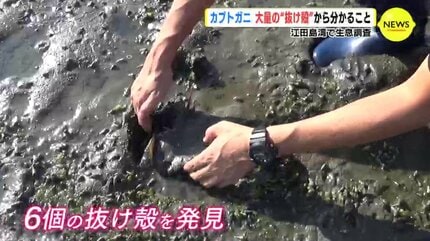 野生カブトガニ脱皮殻 約35センチ B級品 野生カブトガニ脱皮殻 約