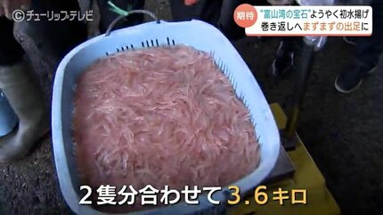 富山湾の宝石”シロエビようやく初水揚げ 悪天候で2日連続の休漁 初日は