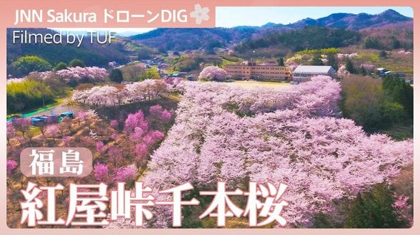 春に染まる紅屋峠【JNN sakuraドローンDIG 2026】|TBS NEWS DIG