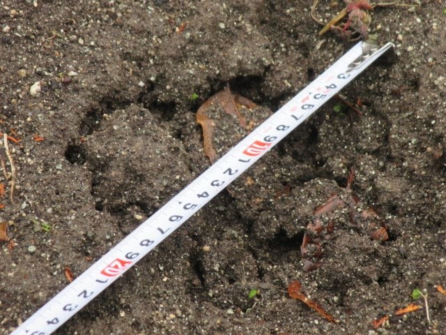 「ツキノワグマの可能性極めて高い」と判明　クマいなかったはずのいわき市で『足跡』発見　福島【クマ出没情報】|TBS NEWS DIG