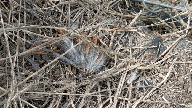 侵入したクマに襲われたか　養鶏場のニワトリ２６羽が死んでいるのが見つかる　長野・中野市|TBS NEWS DIG