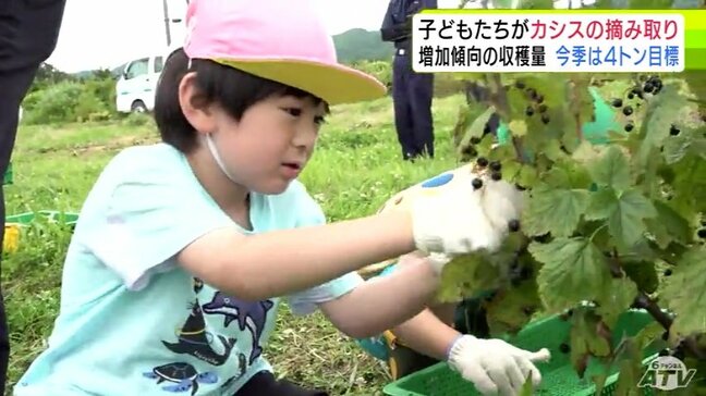 子どもたちが「カシス」の摘み取り体験 地元で生産されたカシスの出来は上々 2024年の倍となる4トンの収穫量を目指す 青森県佐井村|TBS NEWS DIG