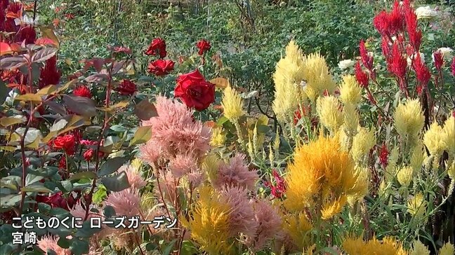 200種類1600本のバラと秋の草花が咲き誇る　宮崎市・こどものくにで「秋のバラまつり」|TBS NEWS DIG