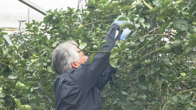 ハウスかぼすの収穫始まる 大分|TBS NEWS DIG