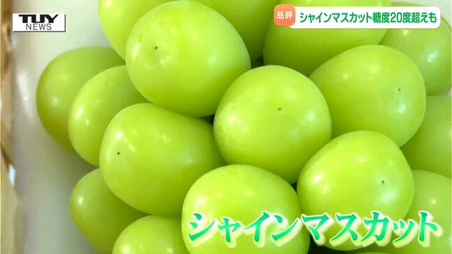 光り輝く極上の一粒! "シャインマスカット" の品質競う品評会 出荷量は去年を上回る見込み(山形)|TBS NEWS DIG
