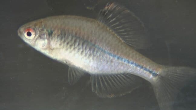 絶滅危惧ⅠA類「スイゲンゼニタナゴ」の繁殖に成功　瀬戸内市の岡山村田製作所　岡山と広島の一部地域にのみ生息【岡山】|TBS NEWS DIG
