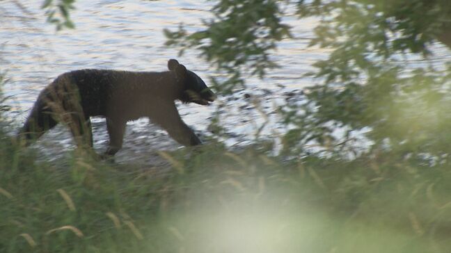【クマ出没情報】クリーンセンター近くの河川敷歩くクマ1頭(体長約1.5メートル)目撃 福島市仁井田 3日午前6時頃|TBS NEWS DIG