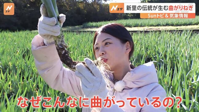 宇都宮の新里だけで作られる曲がりねぎ、なぜこんなに曲がる…?理由は“地盤の固さ”にあった【SUNトピ】|TBS NEWS DIG