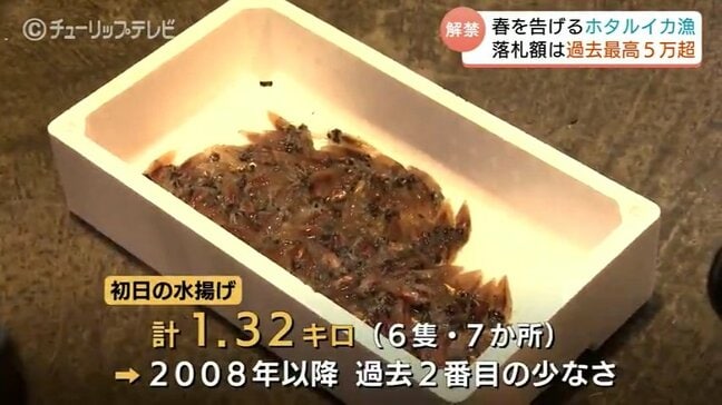 ７か所の定置網で “わずか1.3キロ”  富山湾の神秘「ホタルイカ漁」解禁も網には大量の “イワシ” 浜値は過去最高を記録　富山・滑川市|TBS NEWS DIG
