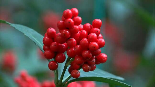「今までのうちで一番最高」鹿児島県霧島市　センリョウ　鋏入れ式|TBS NEWS DIG