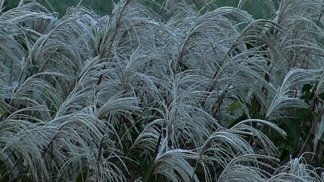 新見市千屋では今シーズン最低となる－0.8度　田畑の草花は霜に覆われて「水たまりが氷になっていて仰天しました」【岡山】|TBS NEWS DIG