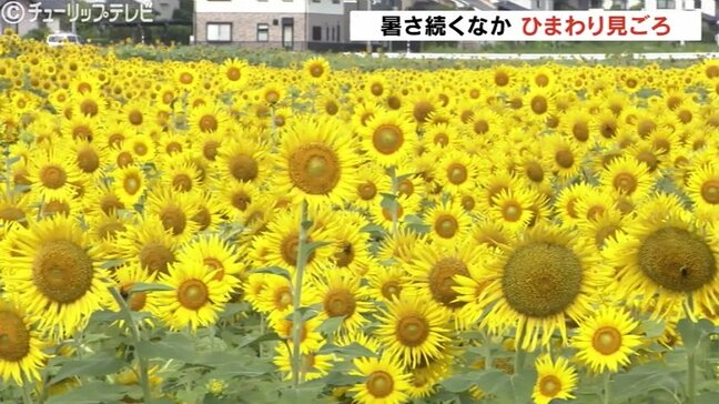 ヒマワリ見ごろ！身も心も満開に！きょうも猛暑日予想の中で大輪の花|TBS NEWS DIG