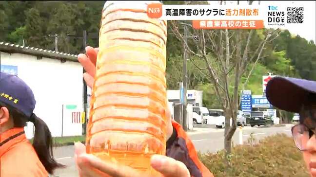 「桜色活力剤」散布　弱ったサクラを酢酸や二価鉄イオンで元気に　宮城県農業高校|TBS NEWS DIG