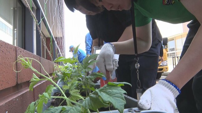猛暑対策として市役所に「緑のカーテン」 ゴーヤと朝顔100株を植栽 順調な生育を図るためブロックを2段に 岩手・奥州市 |TBS NEWS DIG