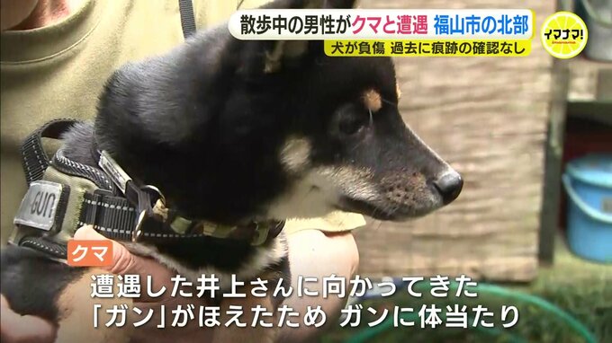 「遭遇するやいなや、走って向かってきた」クマ出没情報のない町で散歩中の男性とイヌにクマが突進　柴犬の「ガン」が足にけが　広島県福山市　|　RCC NEWS | 広島ニュース | RCC中国放送