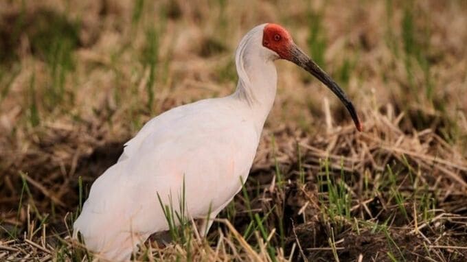 “吉祥の鳥”トキの繁殖で日本と中国が協力し合えるものとは？　|　福岡のニュース｜RKB NEWS｜RKB毎日放送