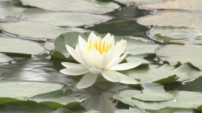 日差しのもと金沢・奥卯辰山健民公園のスイレン見ごろ迎える　|　石川県のニュース｜MRO北陸放送