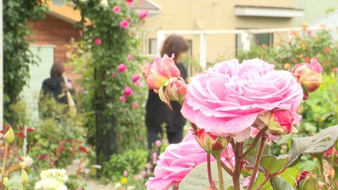 335種・360株のバラが咲き並ぶ　青森県おいらせ町のバラ園「ローズガーデンNaka」でバラが見頃に　香りが特徴の「フリージア」や大輪の花つける「ロココ」など|TBS NEWS DIG