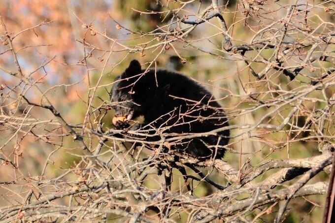 柿をムシャムシャ…東根市で柿の木に居座るクマ１頭が目撃される　クマはその後駆除|TBS NEWS DIG
