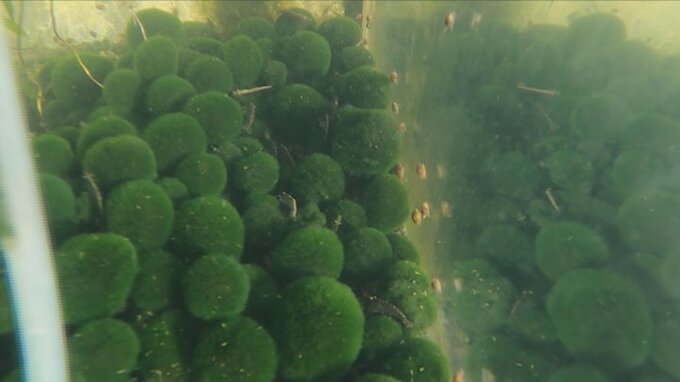 国内3種類目のマリモ　民家の水槽で発見　国立科学博物館は7日に本栖湖で潜水調査へ　|　山梨のニュース | ＵＴＹテレビ山梨