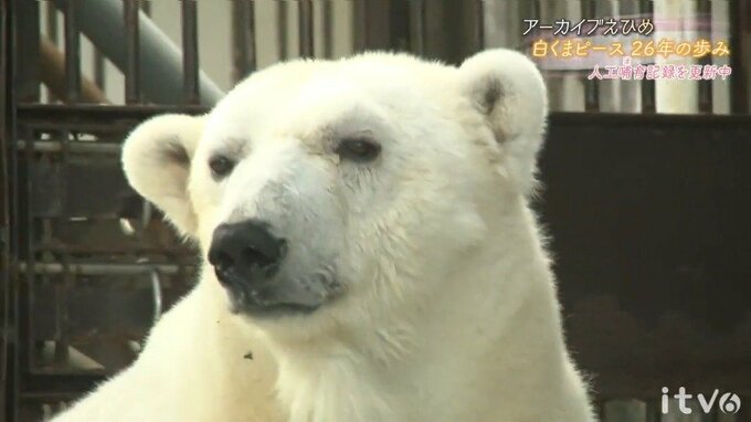 「可愛いと感じる余裕はなかった」国内初の人工哺育で26歳に ホッキョクグマ･ピースと飼育員の“親子”を超えた絆|TBS NEWS DIG