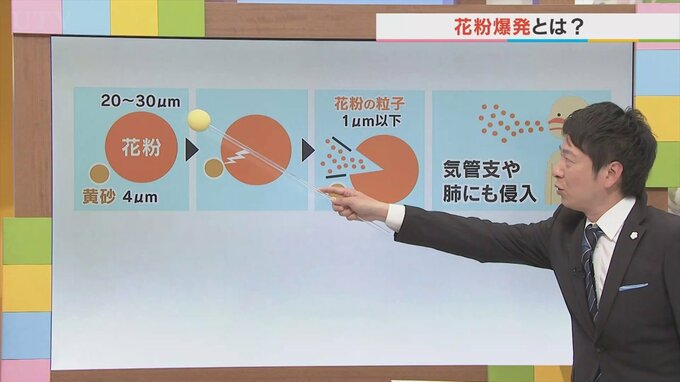 「花粉爆発」に注意　黄砂でヒノキ花粉が気管支や肺に侵入し症状悪化も　気象予報士が解説|TBS NEWS DIG