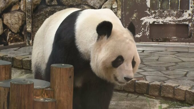 ジャイアントパンダ「永明」「桃浜」「桜浜」きょう最後の観覧日…22日に中国返還へ　和歌山・アドベンチャーワールド|TBS NEWS DIG