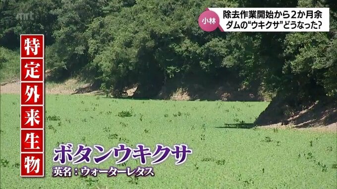 除去開始から２か月あまり　ダムで大繁殖している特定外来生物のウキクサは減った？　|　MRTニュース ｜ ＭＲＴ宮崎放送