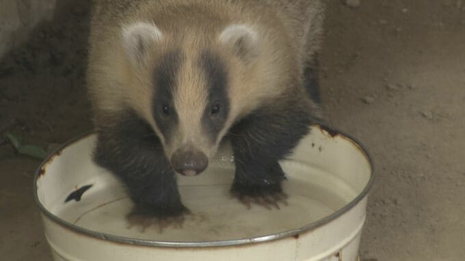 「かわいい！」連休最終日の長野市の動物園にぎわう　アイドル・レッサーパンダに二ホンアナグマの赤ちゃんも…　|　SBC NEWS | 長野のニュース | SBC信越放送
