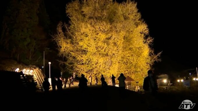 “日本一の大イチョウ”晩秋に黄色く染まり最高潮に　夜は灯りに照らされ“ビッグイエロー”はさらに幻想的に　訪れた人「びっくり！」「大きさが全然違う…」　青森県深浦町北金ヶ沢|TBS NEWS DIG