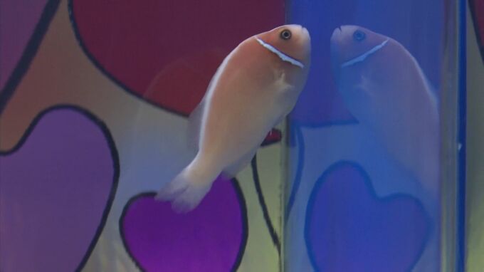 「恋に花が咲きますように」　アクアスでバレンタイン水槽　|　BSSニュース | BSS山陰放送