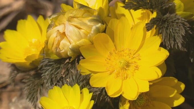 春告げるフクジュソウ　約5000株が見頃に　 約20年前から育てて群生　山梨・とうざんの里　|　山梨のニュース | ＵＴＹテレビ山梨