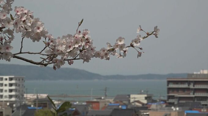 金沢よりちょっぴり遅れて 能登のサクラは今が見ごろ|TBS NEWS DIG