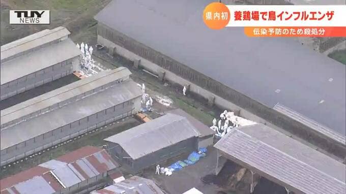 鳥インフルエンザとは？人への影響は？　|　山形のニュース│TUYテレビユー山形
