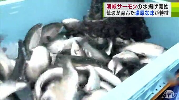 約200匹を漁船に引き揚げ！　4年ぶりの「100トン」の水揚げ量を見込む　“ブランドサーモン”海峡サーモンの水揚げはじまる　|　青森のニュース│ATV NEWS│青森テレビ