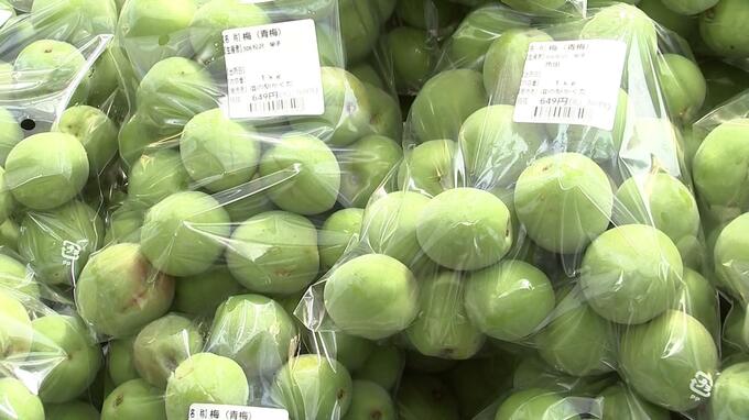 「ここのウメは大きくていい」もぎたてのウメ直売会　宮城・角田市　|　宮城のニュース│tbc NEWS│tbc東北放送