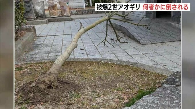 「想いがある樹木、大切に守って」袋町公園の被爆アオギリ二世　何者かに倒される　警察は器物損壊の疑いで捜査　広島|TBS NEWS DIG