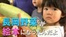 『長岡野菜』が主役の絵本で伝統を未来へ「巾着ナスはモモの味」 子どもたちを魅了する絵本作家の思い　新潟・長岡市　|　新潟のニュース・天気｜BSN NEWS｜BSN新潟放送
