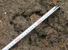 「ツキノワグマの可能性極めて高い」と判明　クマいなかったはずのいわき市で『足跡』発見　福島【クマ出没情報】　|　福島のニュース│TUF
