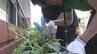 猛暑対策はブロック2段　市役所に「緑のカーテン」　ゴーヤと朝顔100株を植栽　岩手・奥州市　　|　IBC NEWS | IBC岩手放送