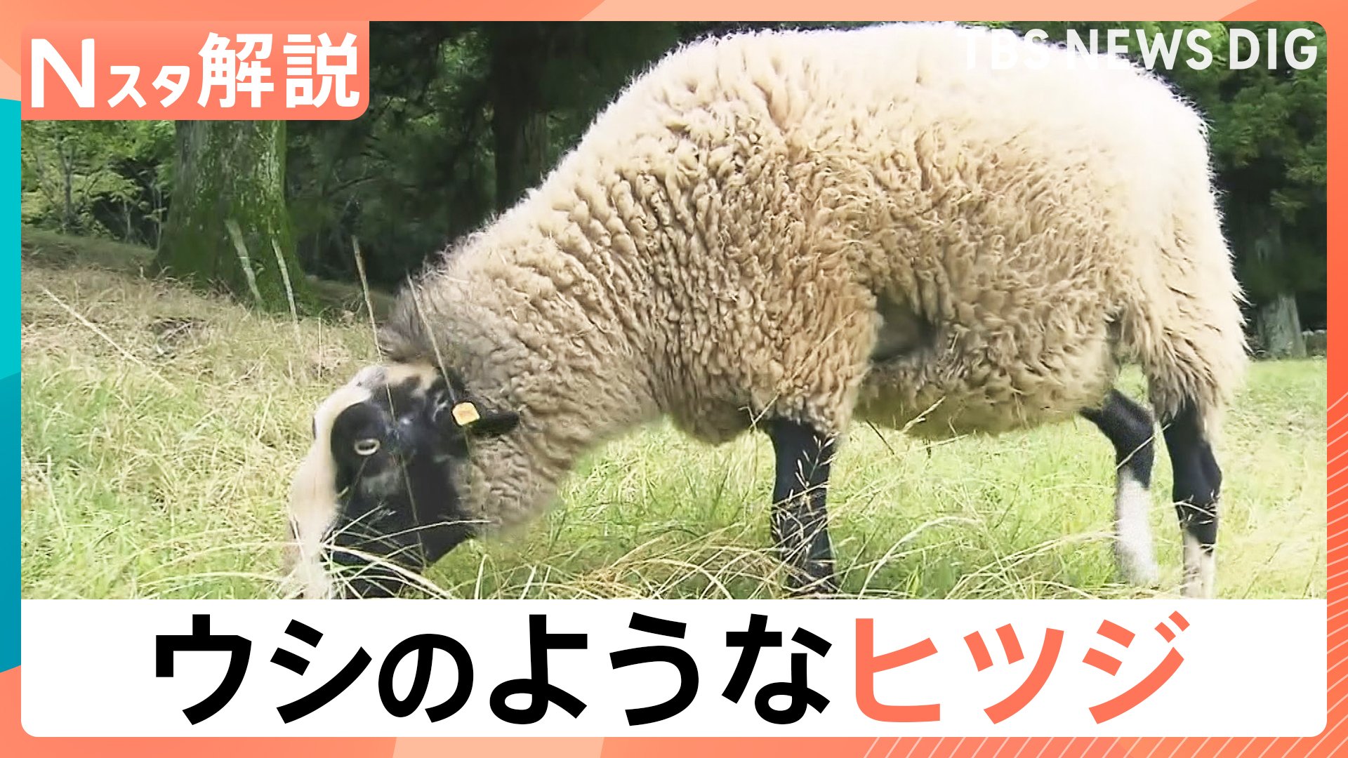 ひつじのうしちゃんページです。 まるでウシのようなヒツジ「うっしー」なぜ黒いのか？小さいころの写真