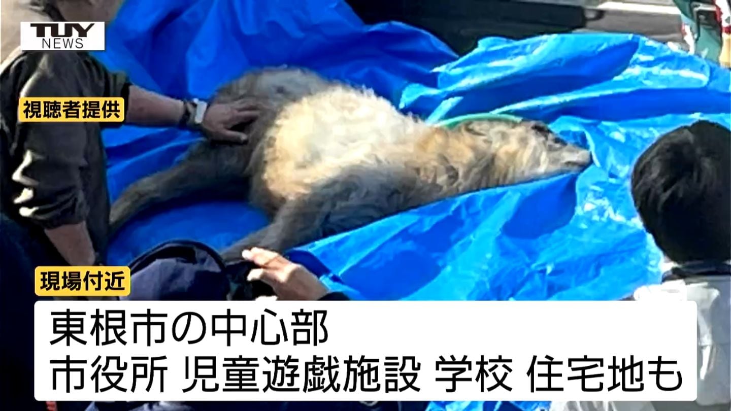 襲われツノが足に当たりカモシカが市の中心部に出没 70代女性が足に