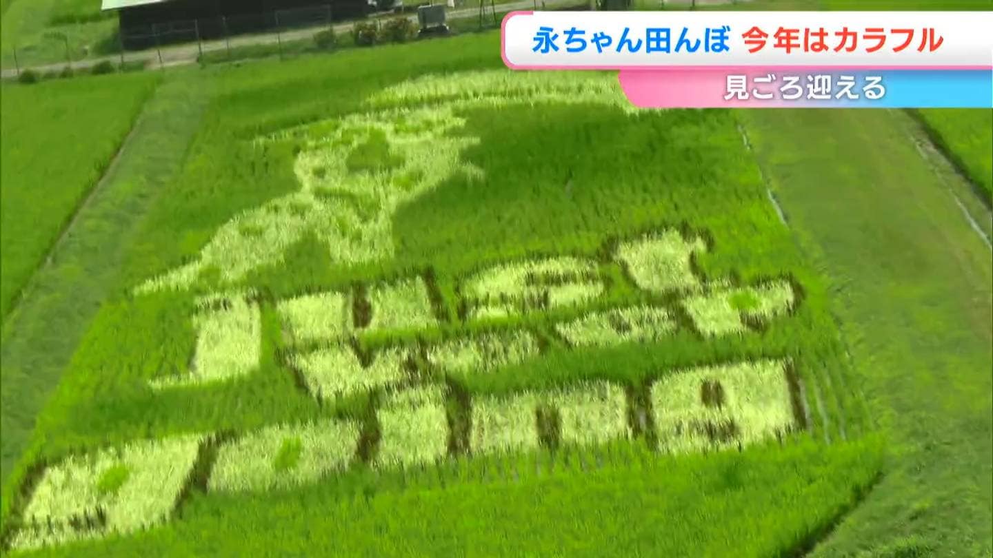矢沢永吉さんの姿を稲の色の違いで描く】「永ちゃん田んぼ」が見ごろ