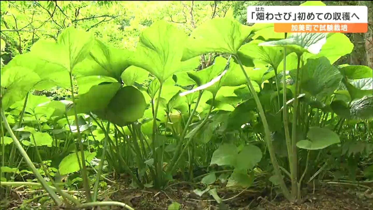 畑で育てる「畑わさび」試験栽培に成功 海外からの需要急増も西日本で