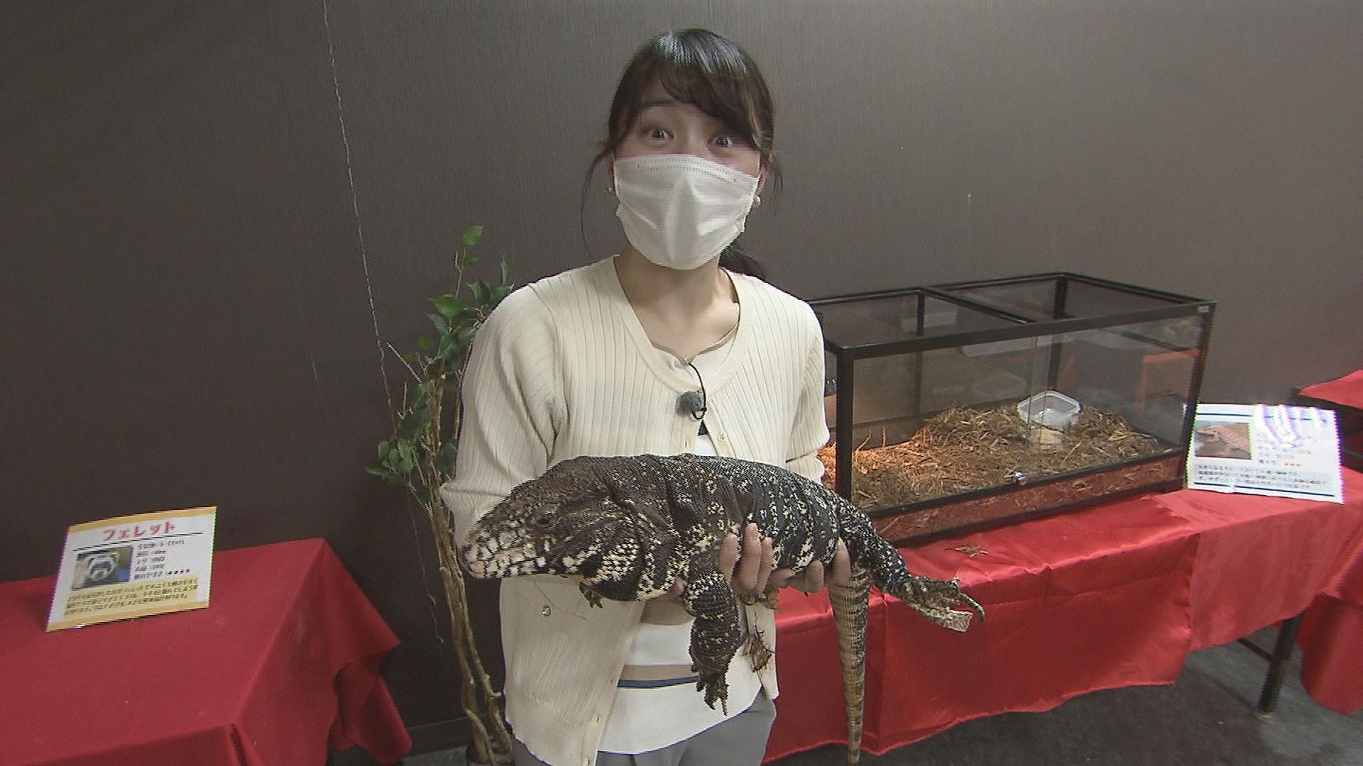 もふもふウサギから大型トカゲまで！30種類100匹勢ぞろいのアニマル展