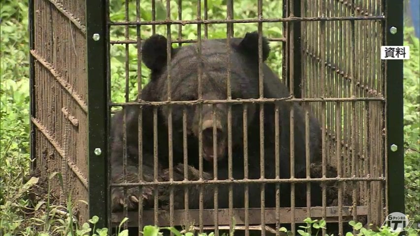 3000件を超えるという異次元の出没」青森県が独自のツキノワグマ警報を