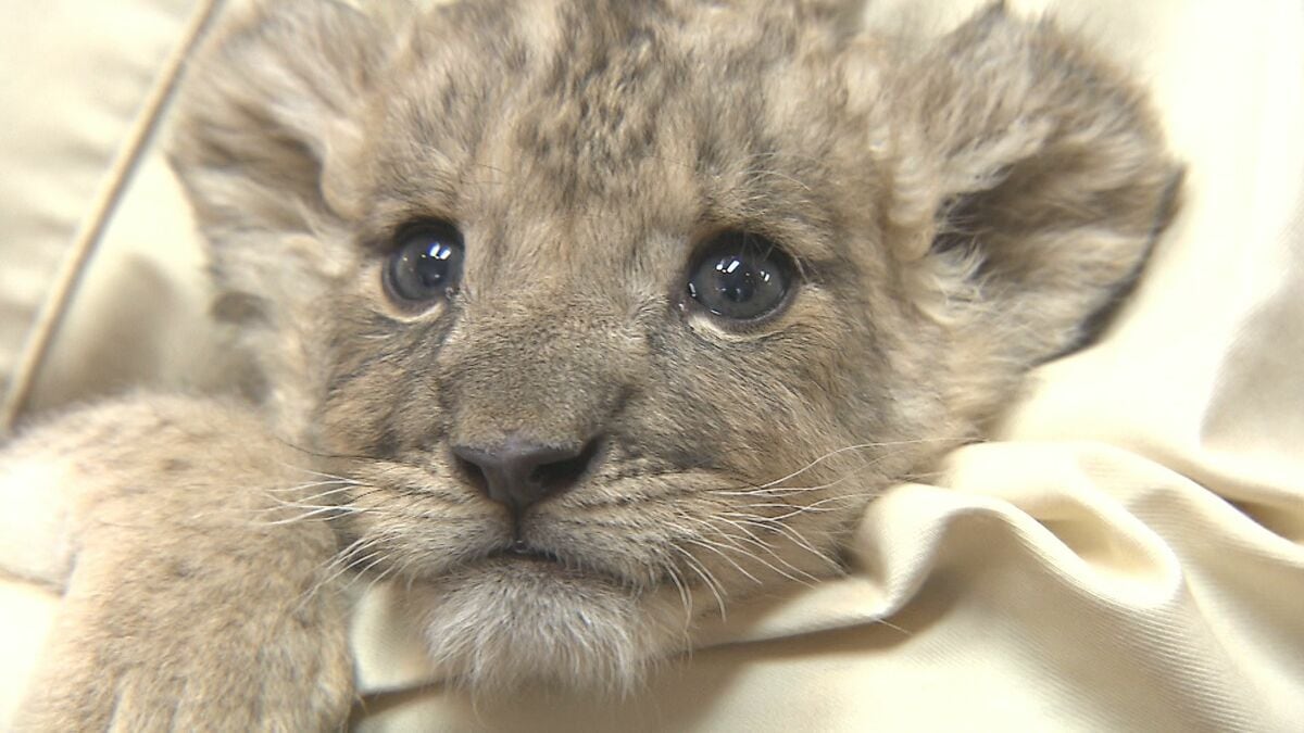 生まれて間もないライオンの赤ちゃん「かんたくん」すくすく成長 25日