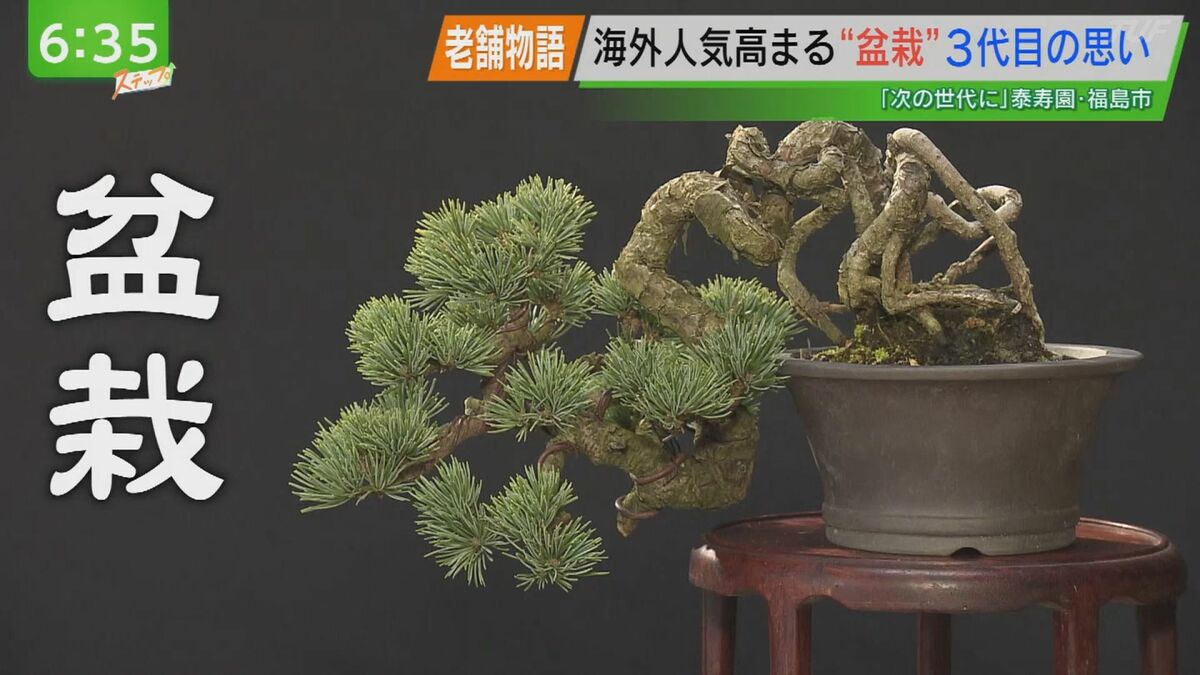 海外人気高まる『盆栽』 3代目の思い | 福島のニュース│TUF (1ページ)